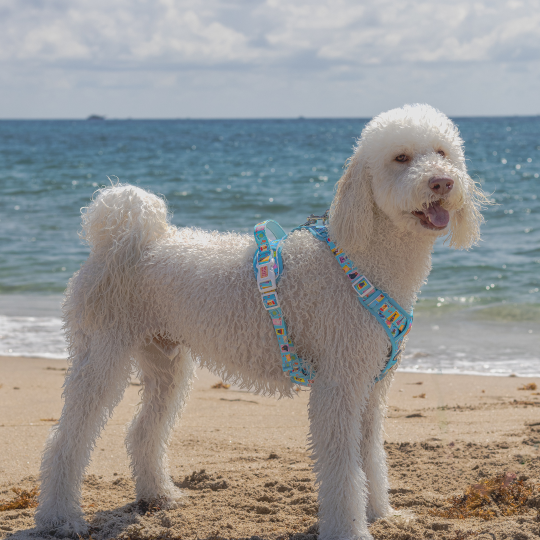Dog Lotería XL Harness