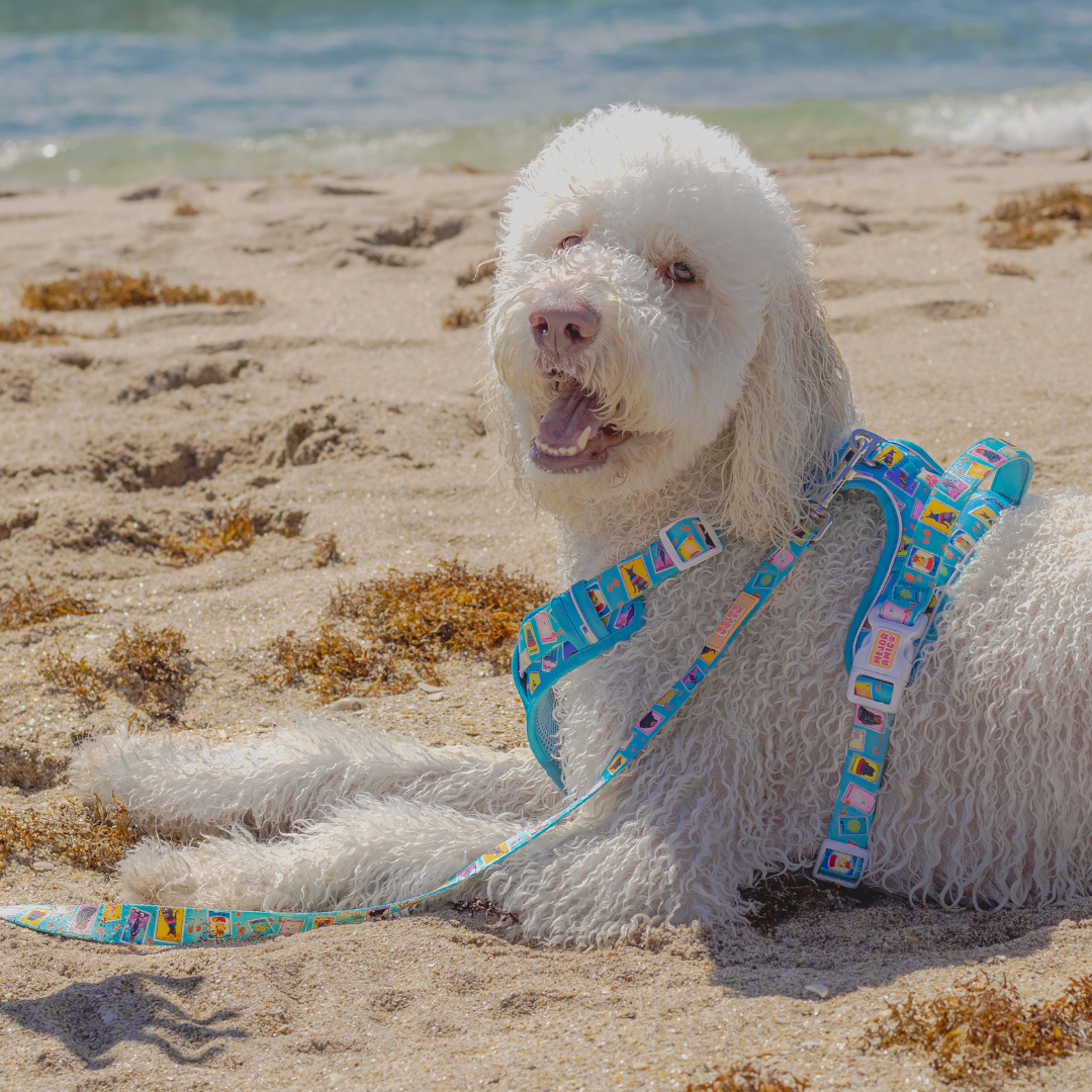 Dog Lotería XL Harness