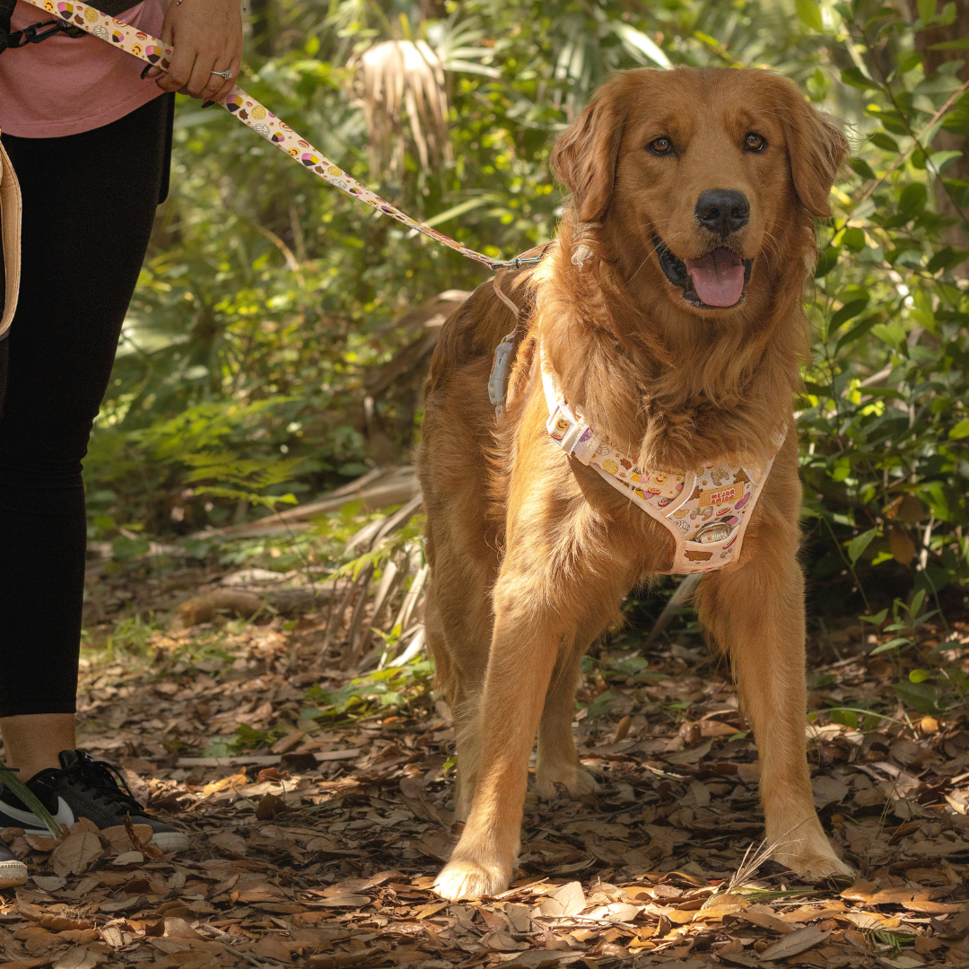 Pan Dulce XL Harness