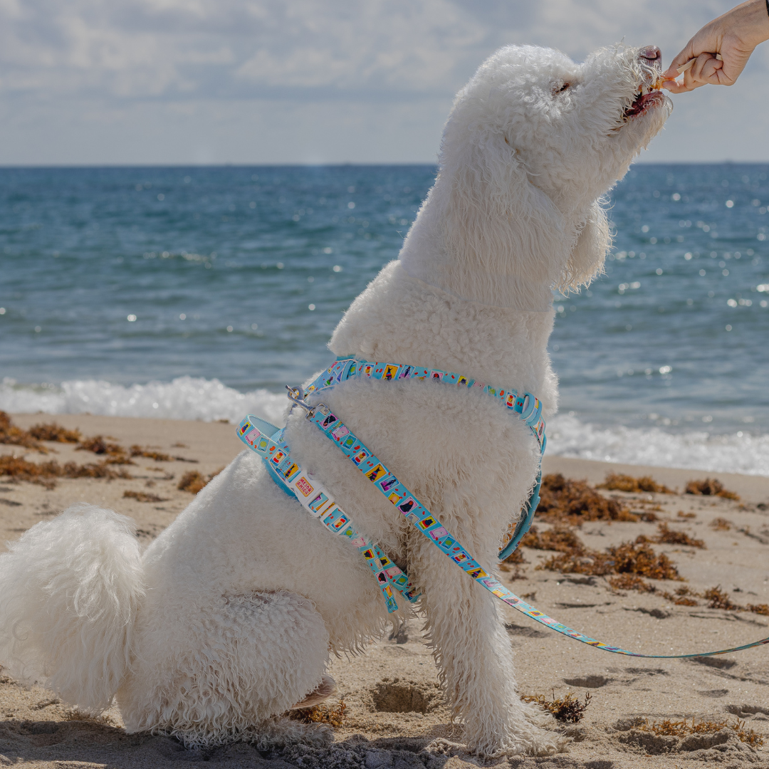 Dog Lotería XL Harness