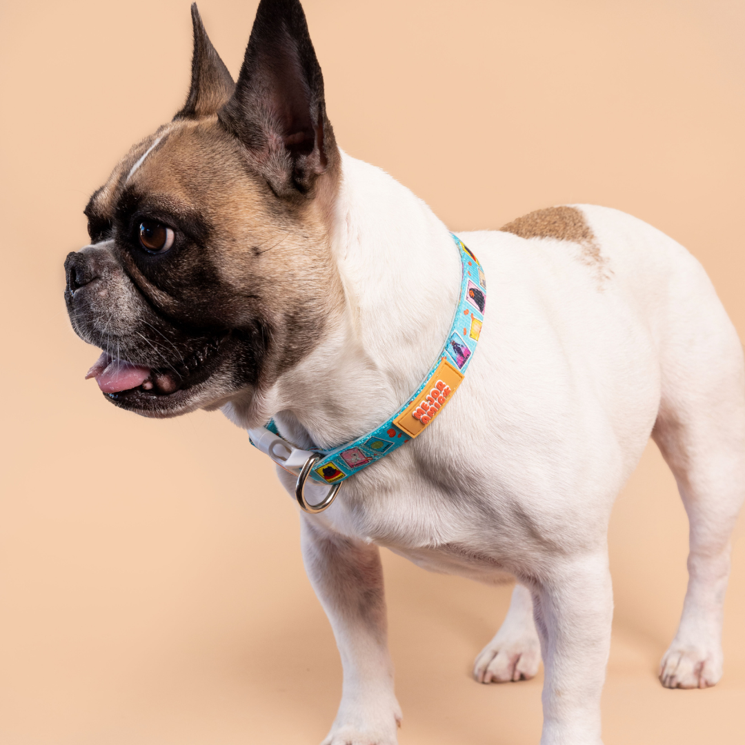 Dog Lotería Collar