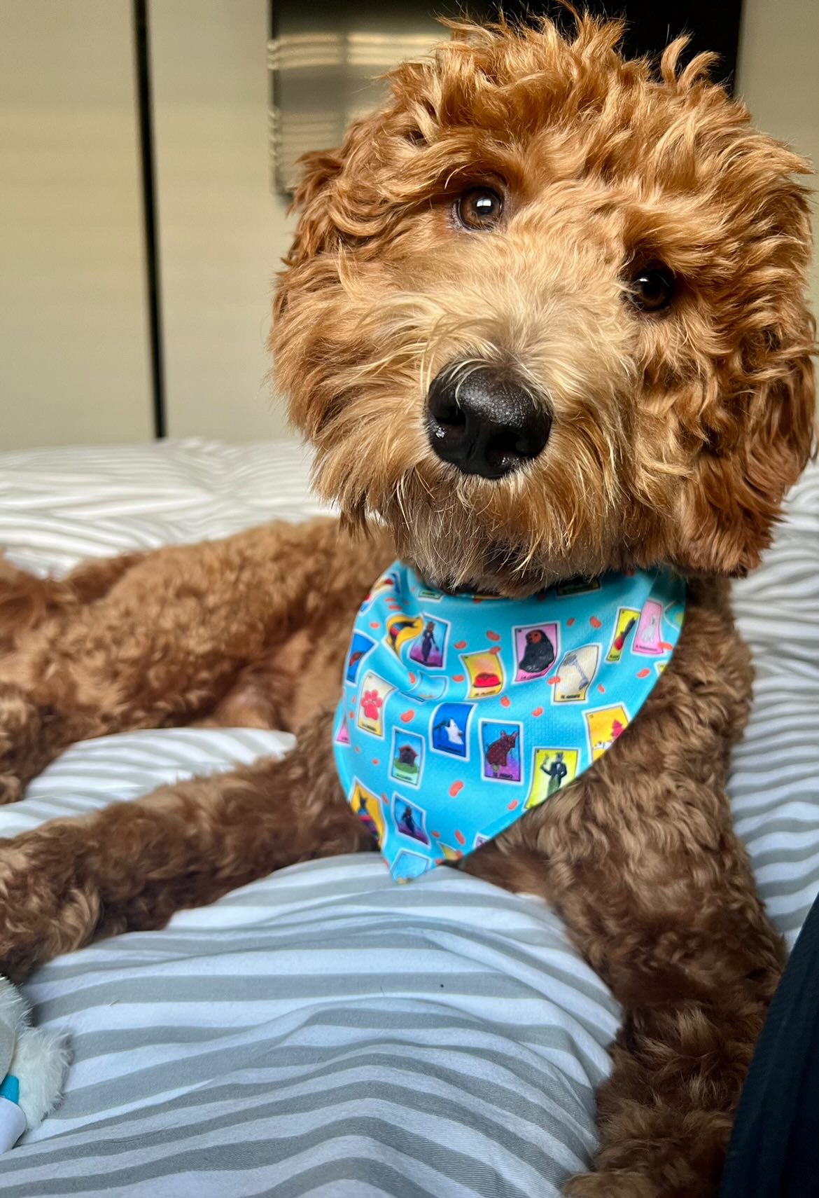 Dog Lotería Bandana