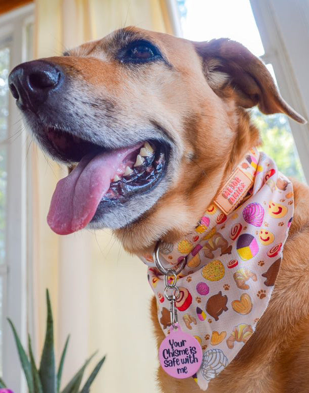 Pan Dulce Collar