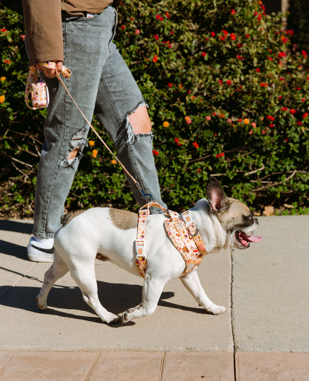 Pan Dulce Harness