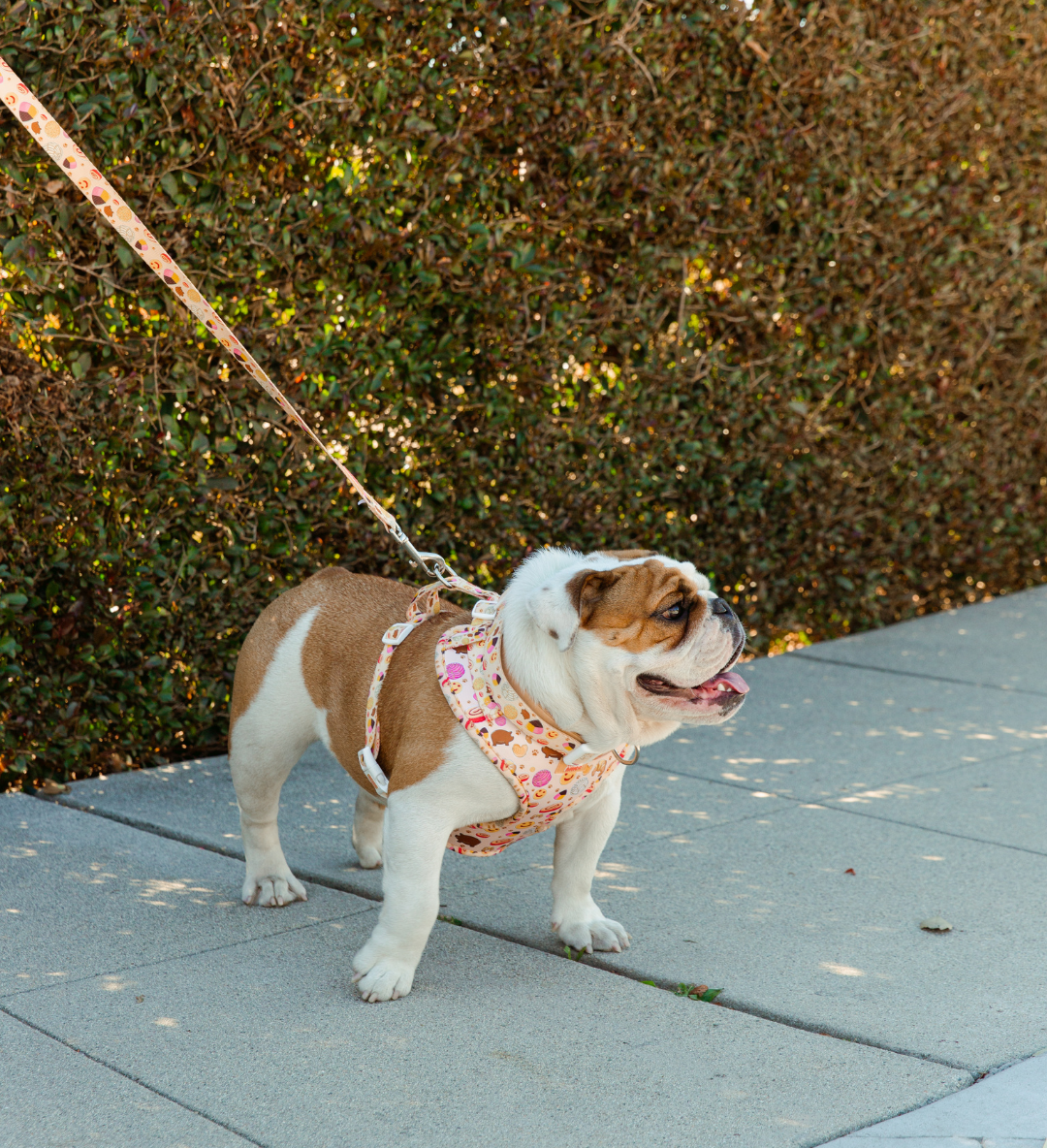 Pan Dulce Walking Set