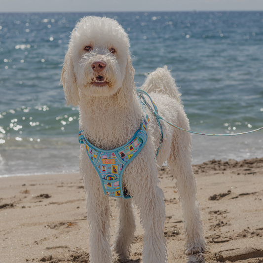 Dog Lotería XL Harness