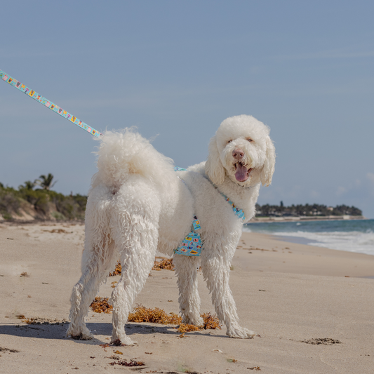 Dog Lotería XL Harness
