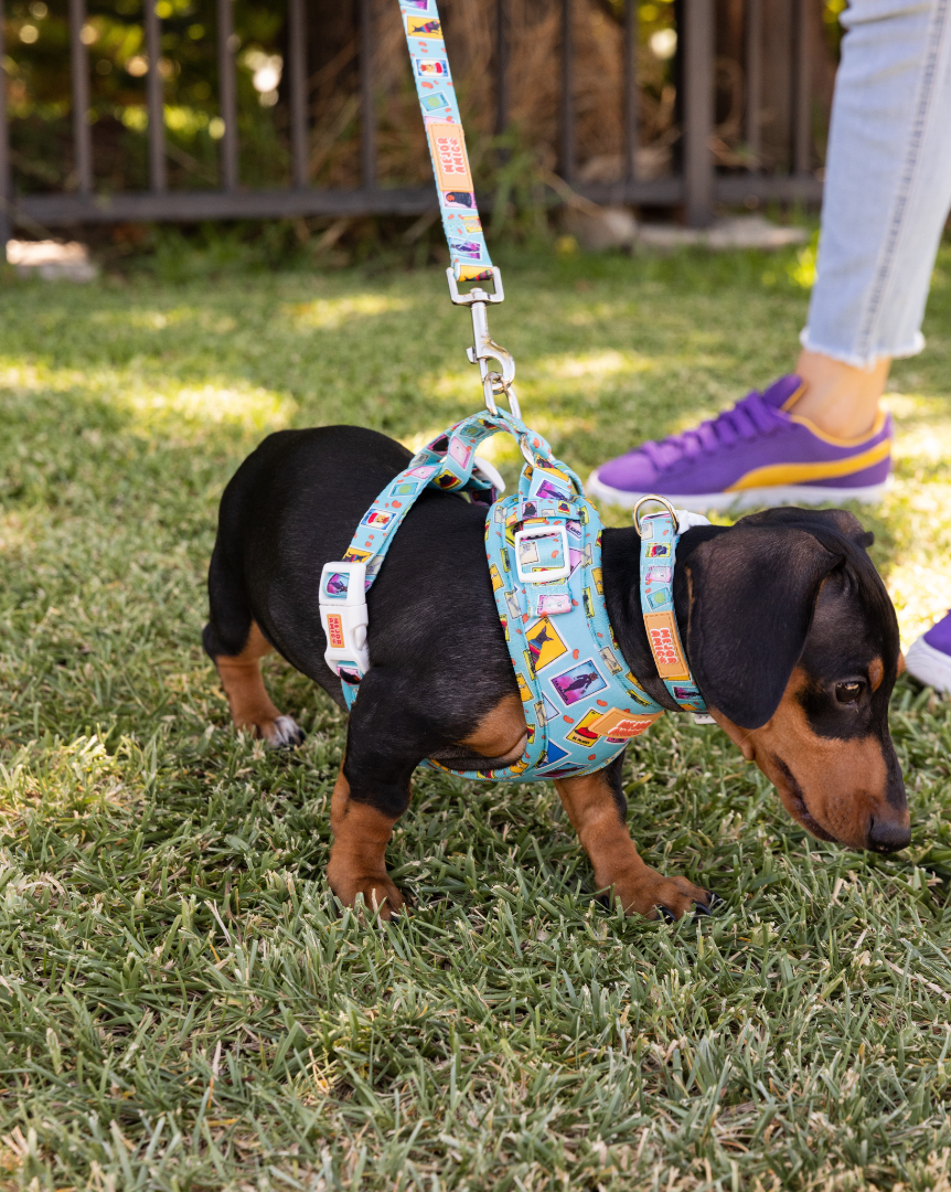 Dachshund Collar and Leash Set