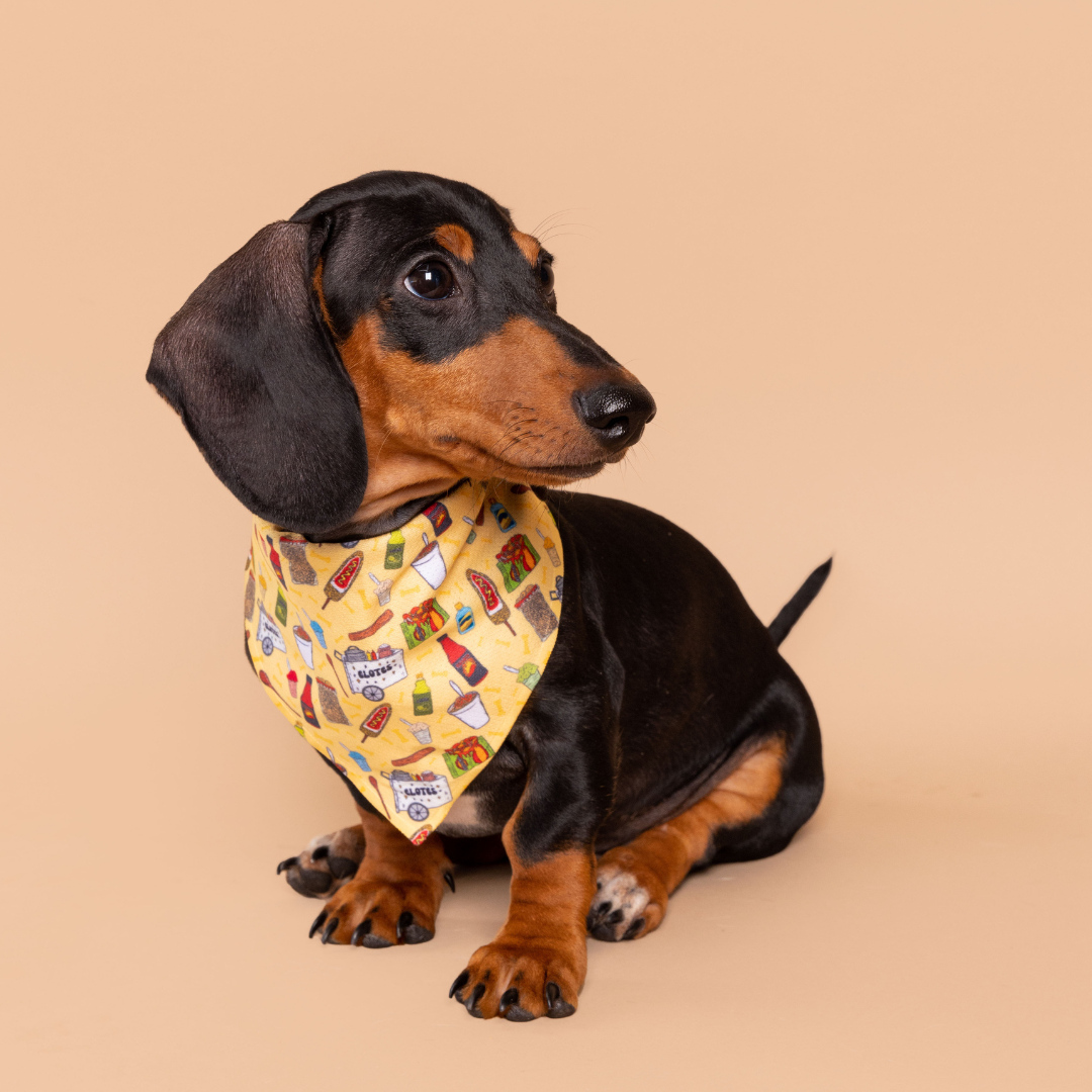 Miniature dachshund bandanas hot sale