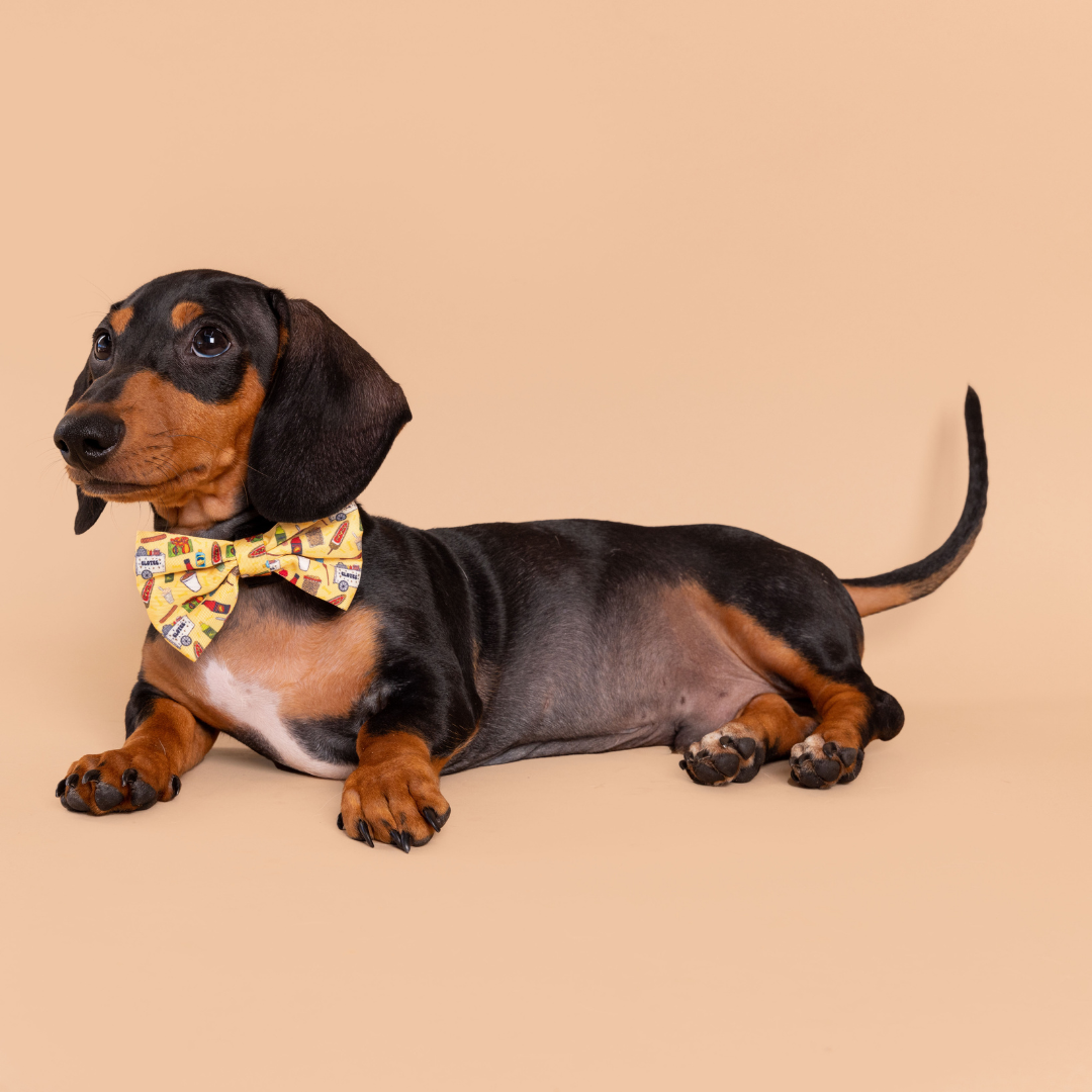 Sausage dog bow top tie