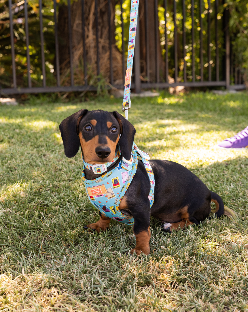 Dog harness for miniature dachshund hot sale
